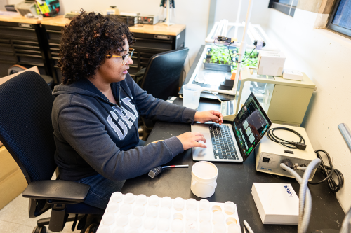 Undergraduate researcher Kora Hermida, a 5th year Animal Biology major, is cataloging California Gall Wasps (Andricus Quercuscalifornicus).