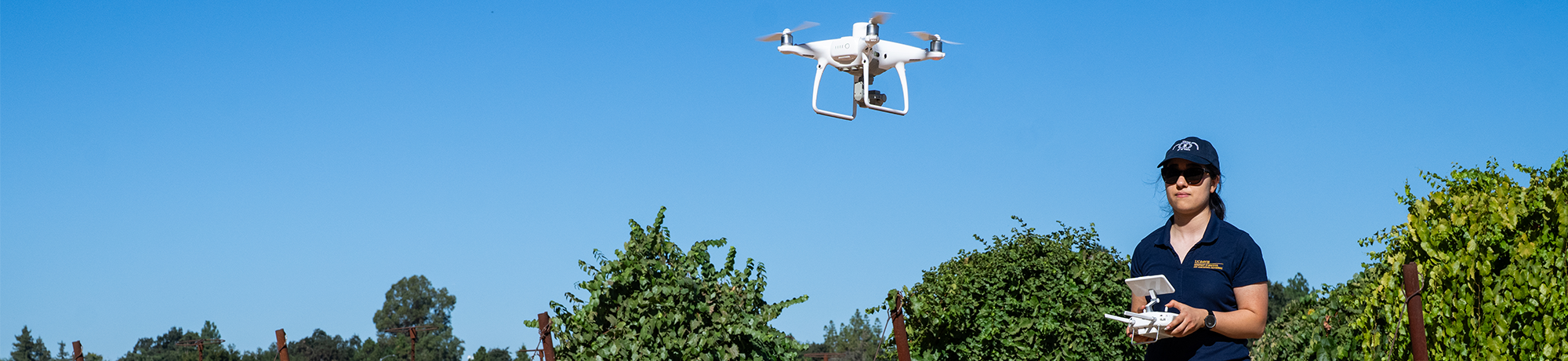 A drone flies over a vineyard while the drone operator observes.
